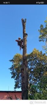 Výruby a orezy stromov