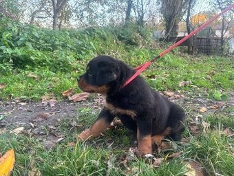 Rottwailer, rottweiler, rtw, rotvajler