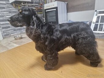 Anglický kokeršpaniel