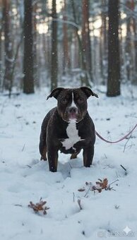 Predám American Bully -Lady Lana(6 mesiacov) - 1