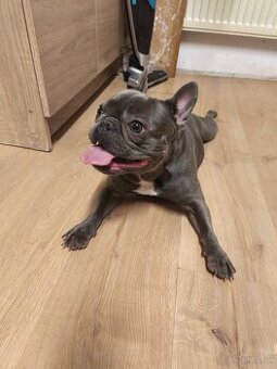 Francúzsky buldoček do 4.januara rezervovaná