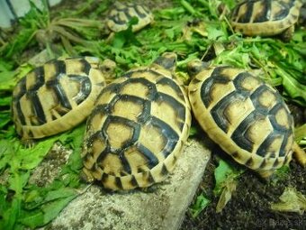korytnačka žltočierna