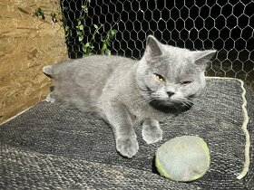 Britské mačiatka - Britská modrá - posledné mačičky