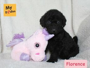 Labradoodle F1B