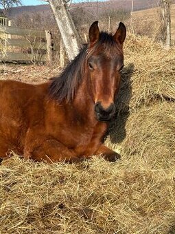 2r Valach AQH