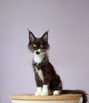 Maine Coon s PP