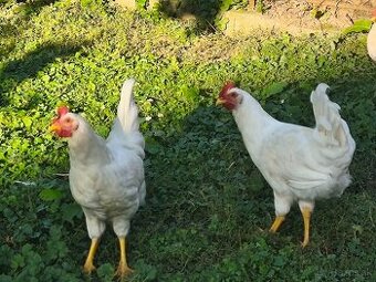 Leghorn kohuty
