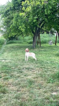 Predám šteniatka talianskeho stavača s PP – do dobrých rúk