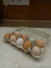 Predám domáce vajíčka