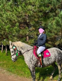 Vyššia pony kobyla na prenájom