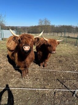 Predám kravu a teľa Highland