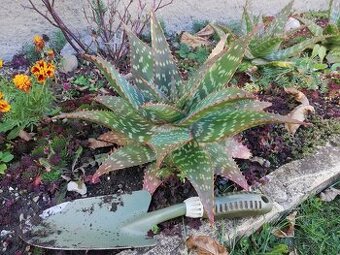 Kaktus ,Aloe - 1