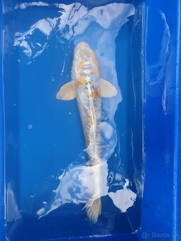 Koi kapre