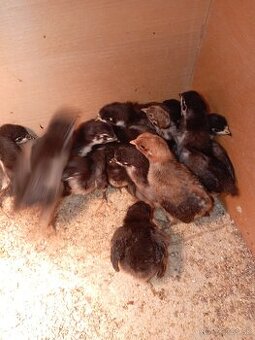 Australorp kuriatka