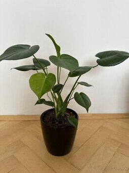 Monstera