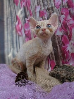 Devon rex kocourek s průkazem původu