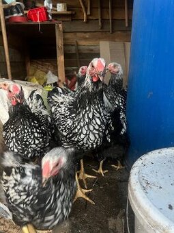 Wyandotka strieborná čierno lemovaná