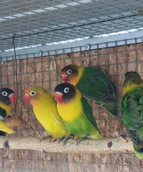 Predám ml agapornisy