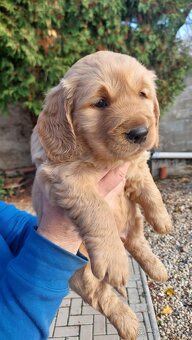 Golden / zlaty retriever