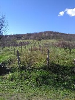 Predám vinohrad v Rači pri Peknej ceste