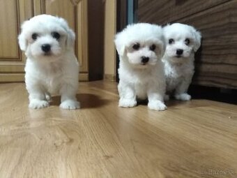 Maltezák šteniatka