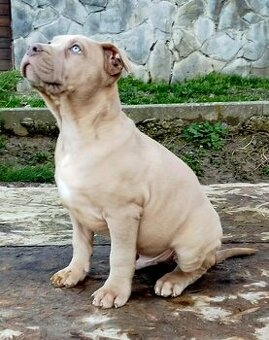 AMERICAN BULLY XL