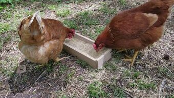 Živa hydina na vajcia