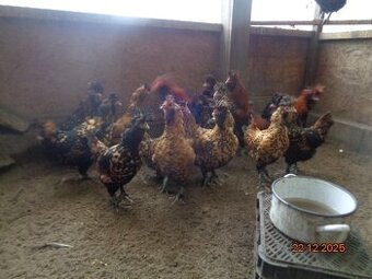 Pavlovské kury zlaté-sliepky