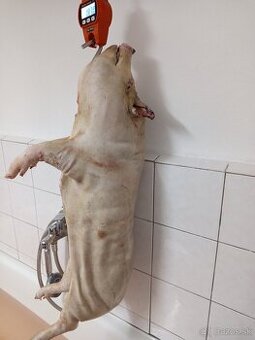 Predám vietnamské prasiatko