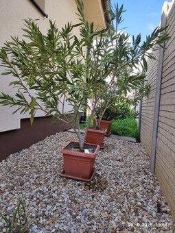 Oleander na predaj