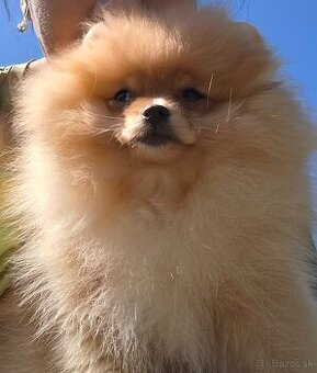 Pomeranian s PP