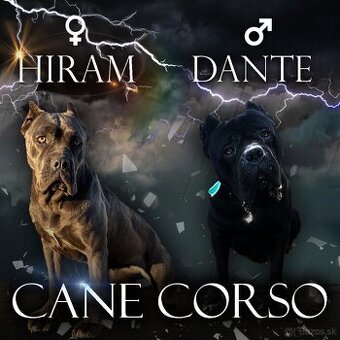 Cane Corso