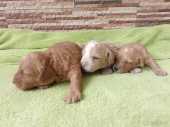 Maltipoo - 1