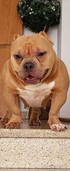 American Bully