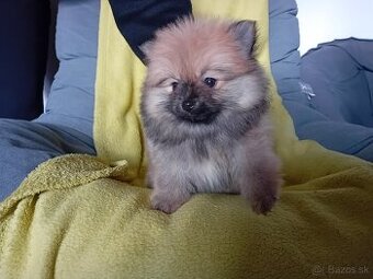 POMERANIAN