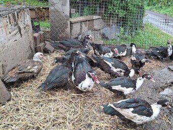 Kačica pižmová (čínska)