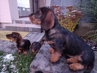 Jazvečík Hrubosrstý