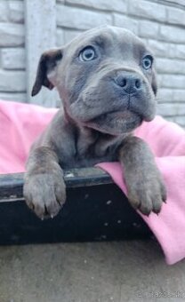 Cane Corso šteniatka