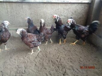 Orlovky pestré-násadové vajcia do liahne