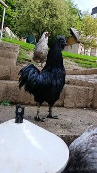 Ayam cemany kohút 🐓