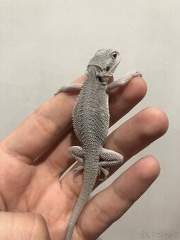 Hypo zero, Agama bradatá