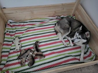Prijímame rezervácie na šteniatka Sibírskeho Husky na jeseň