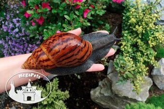 Africké slimáky Achatina achatina standard / Achatina Snails