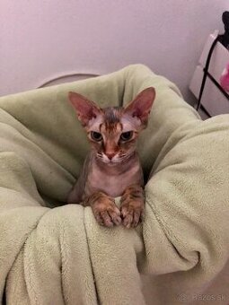 Sphynx - 1