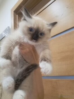 Ragdoll kocurik