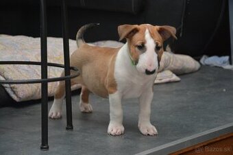 Standard bullterrier, bulterier ihneď k odberu