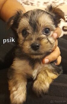 Predam Mini yorkshire