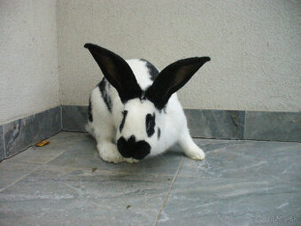 Nemecký obrovitý strakáč