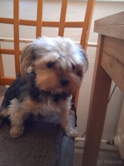 Jorkšírský teriér