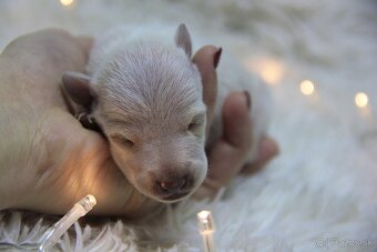 Taliansky chrtík - 1